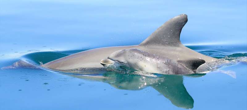 Dolphins gather in female family groups