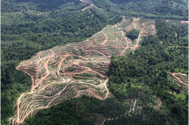Don’t blame U.S. biofuels for Indonesia and Malaysia deforestation, study shows