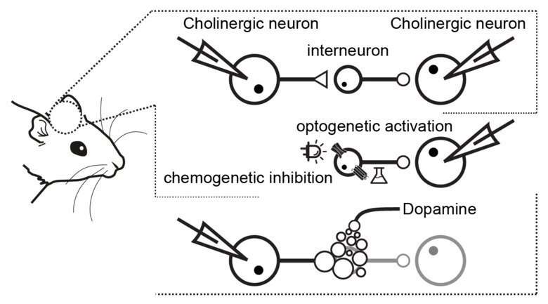 Dopamine regulates synchronicity in the activity of striatal neurons