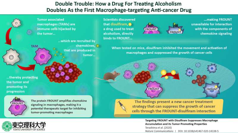 Double trouble: A drug for alcoholism can also treat cancer by targeting macrophages