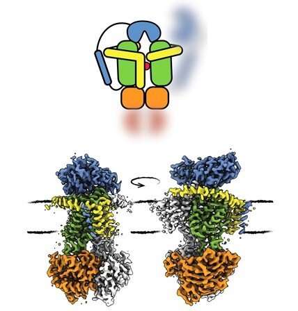 Dual brake on transport protein prevents cells from exploding