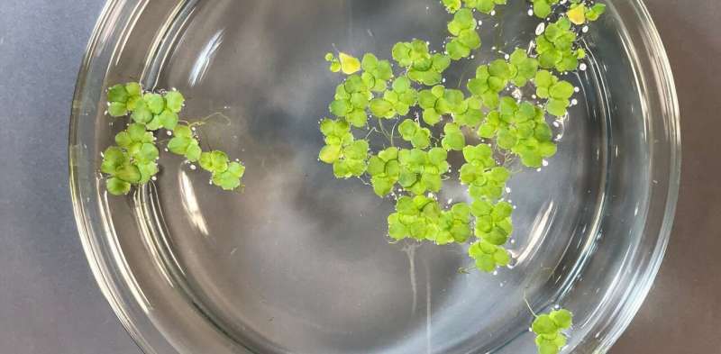 Duckweed is an incredible, radiation-fighting astronaut food – and by changing how it is grown, we made it better