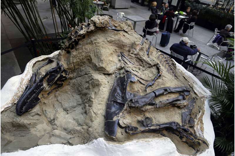 'Dueling dinosaurs' fossils donated to North Carolina museum