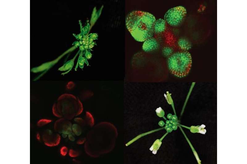 Dueling proteins give shape to plants