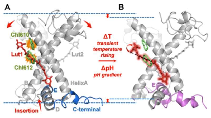 Dynamical and allosteric regulation of photoprotection in light harvesting complex II