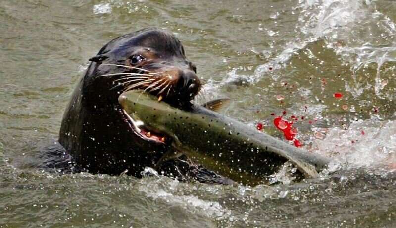 Early-arriving endangered Chinook salmon take the brunt of sea lion predation