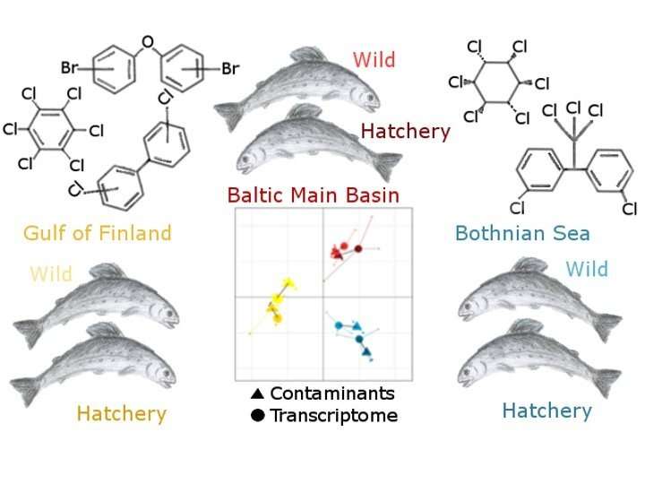 Effects of organohalogen pollution are coded in hepatic gene expression profiles of Baltic salmon
