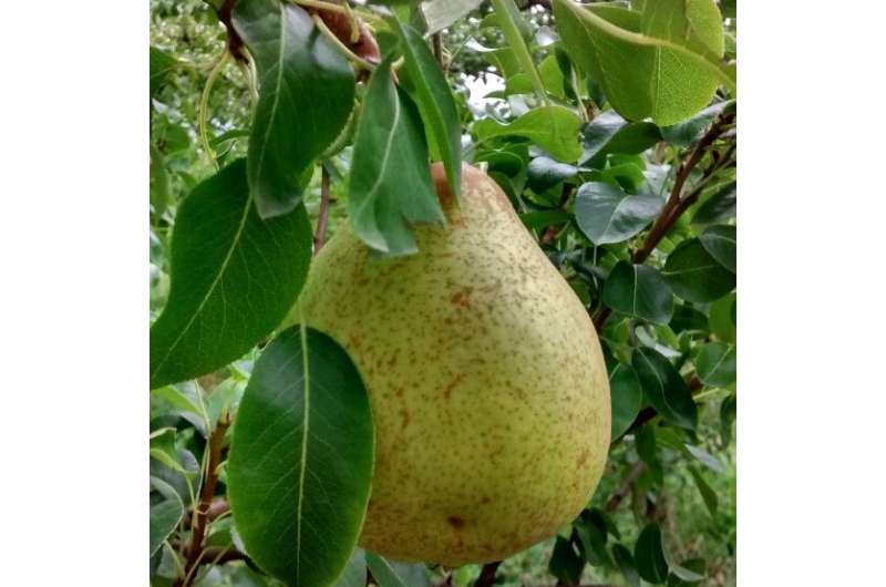 Effects of potassium fertilization in pear trees