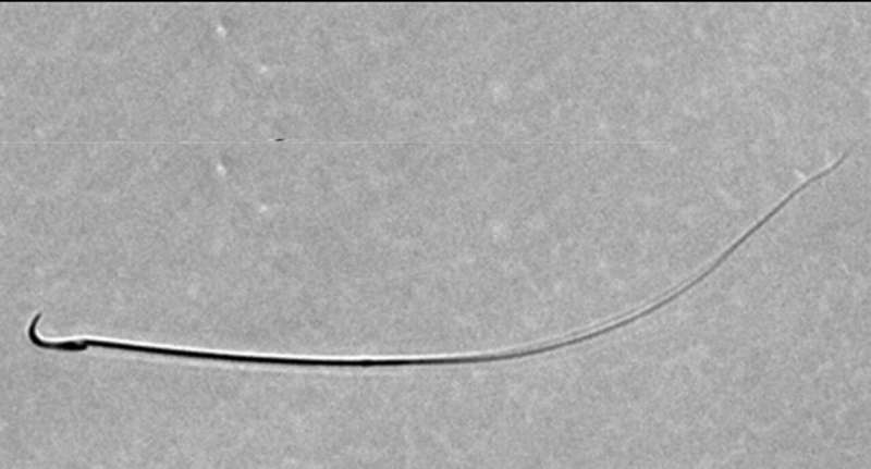 Efficient cryopreservation of genetically modified rat spermatozoa