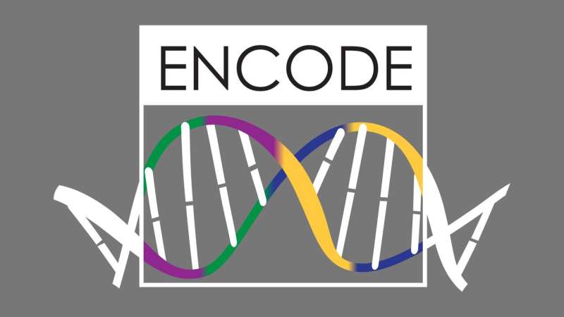 ENCODE3: Interpreting the human and mouse genomes