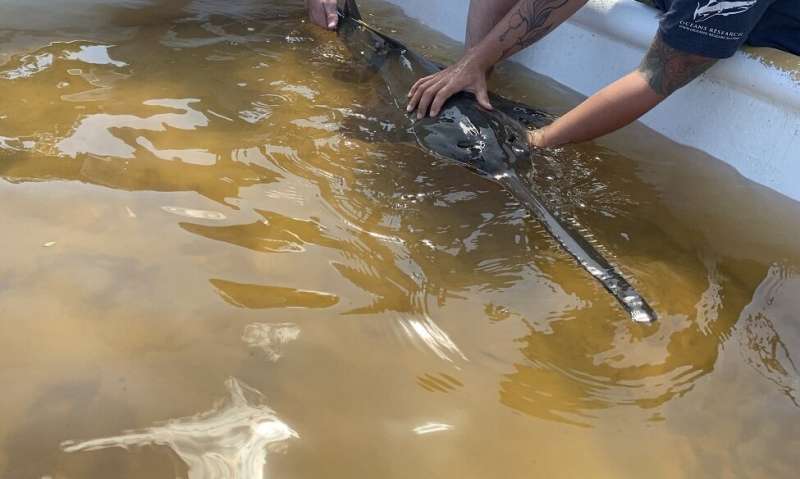 Endangered Juvenile Smalltooth Sawfish Found in St. Lucie River