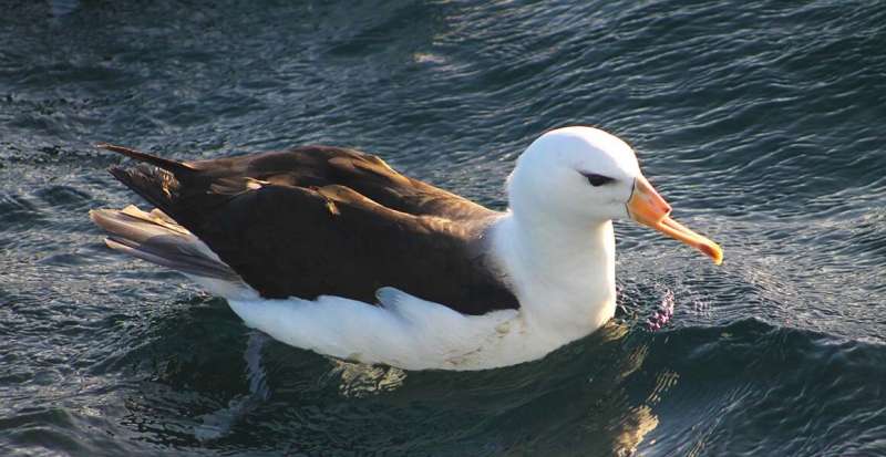 Endangered seabirds caught by fishermen are being Intentionally killed or mutilated