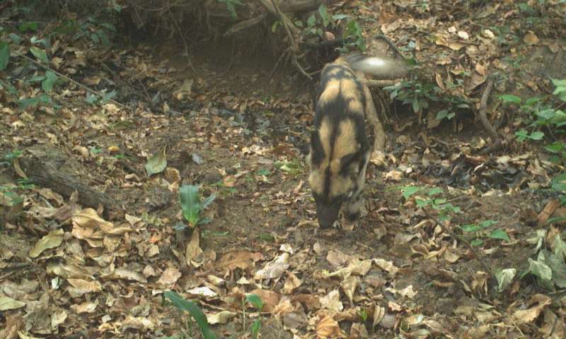 Endangered wild dogs snapped in South Sudan