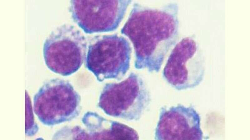 Engineered bone marrow cells slow growth of prostate and pancreatic cancer cells