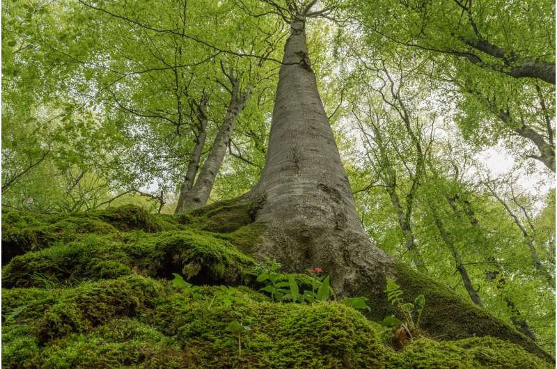 Europe's primary forests: What to protect? What to restore?