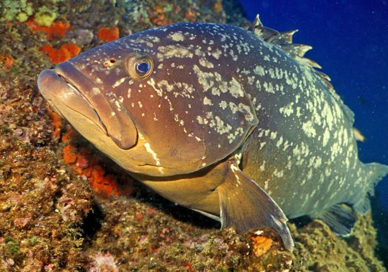 Even groupers have parasites