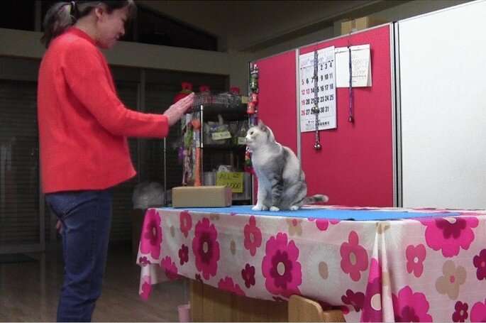Evidence of a cat recognizing and then mimicking human behavior observed