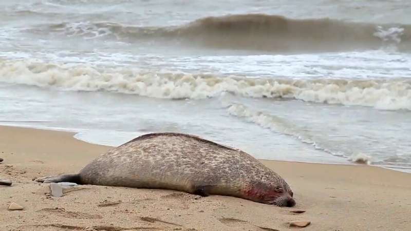 Experts have been sent from Moscow to try and figure out why the Caspian seals are dying