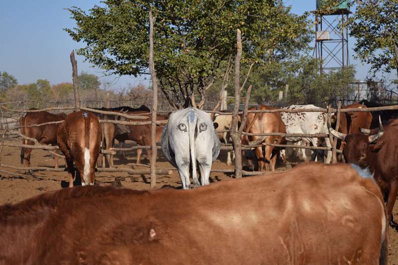 Eye-catching conservation tool protects livestock, lions and livelihoods