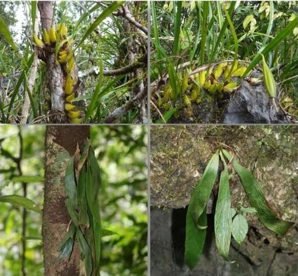 Facultative epiphytes exploit nutrients of rock outcrops and host barks flexibly in karst forest