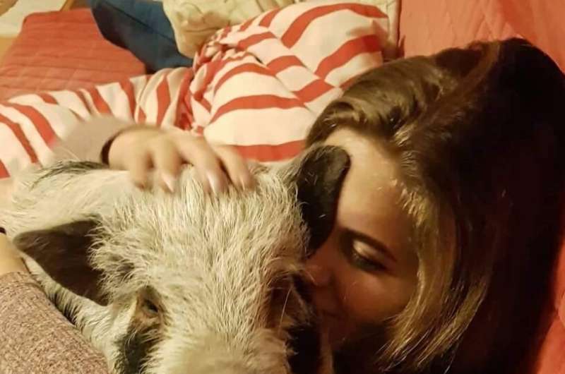 Family pigs prefer their owner's company as dogs do, but they might not like strangers