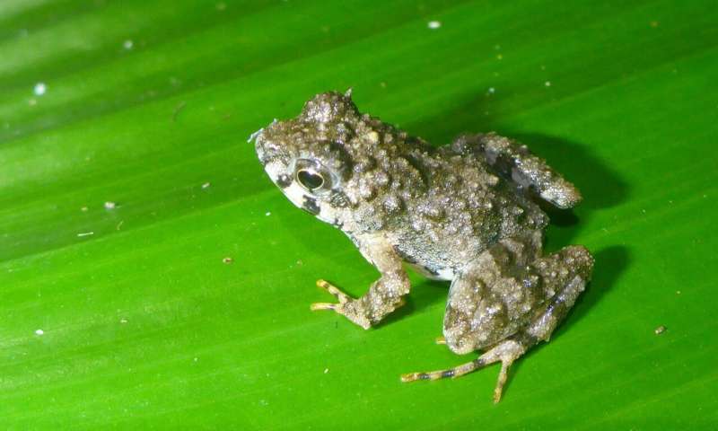 Fanged frogs, dwarf crocodiles and folding tortoises? Welcome to West Africa