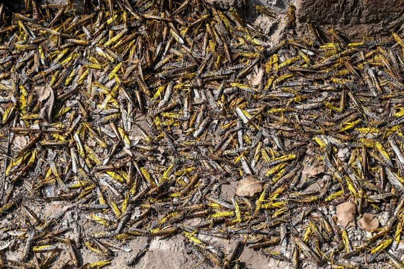 Farmers in Pakistan are struggling as the worst locust plague in 25 years wipes out entire harvests in the country's agricultura