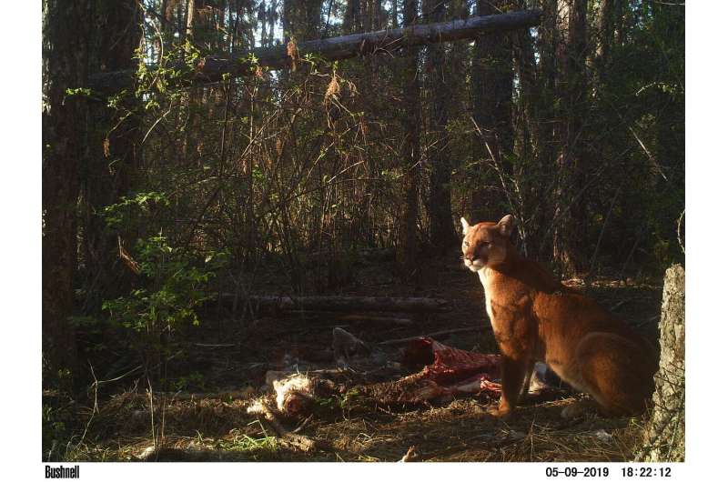 'Fatal attraction': Small carnivores drawn to kill sites, then ambushed by larger kin