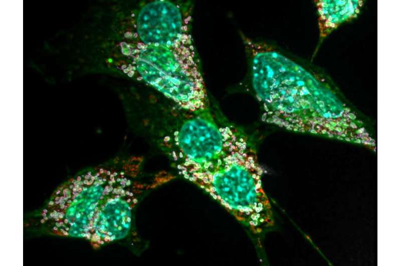 Fat crystals trigger chronic inflammation