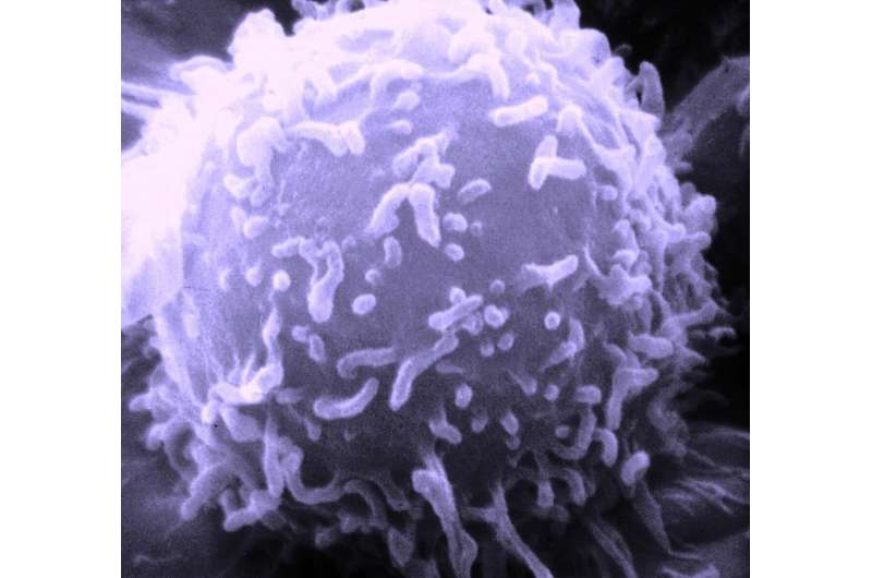 Fighting cancer with rejection-resistant, 'off-the-shelf' therapeutic T cells