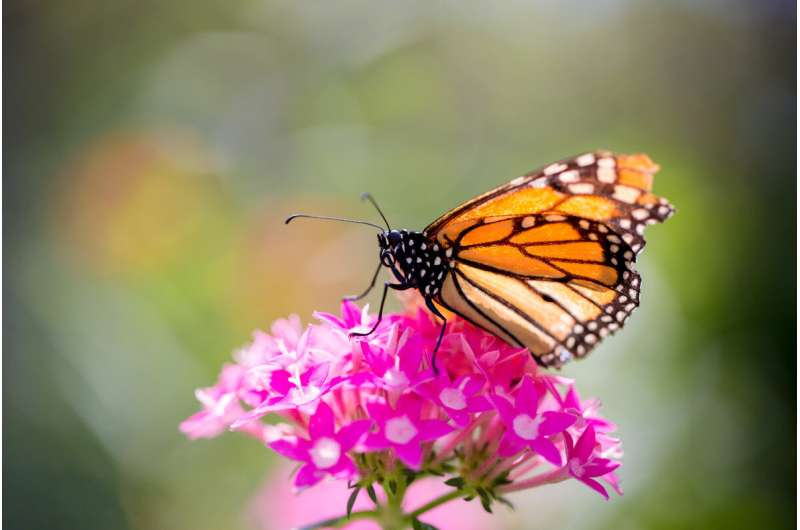 Findings refute idea of monarchs' migration mortality as major cause of population decline