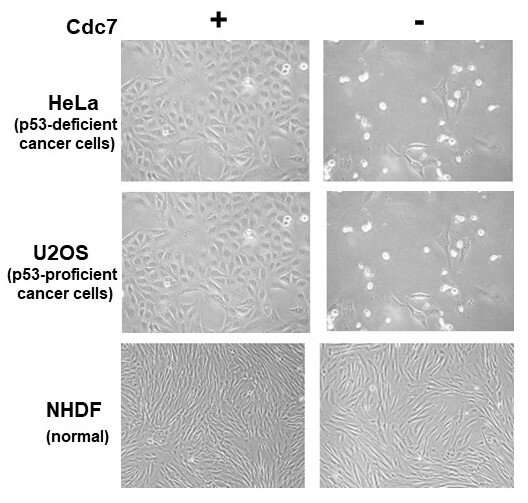 Finding the Achilles' heel of cancer cells