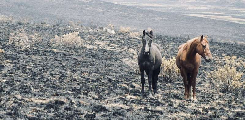Fire almost wiped out rare species in the Australian Alps. Feral horses are finishing the job