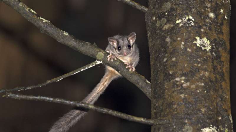 Fire and logging reduce homes for threatened mammals
