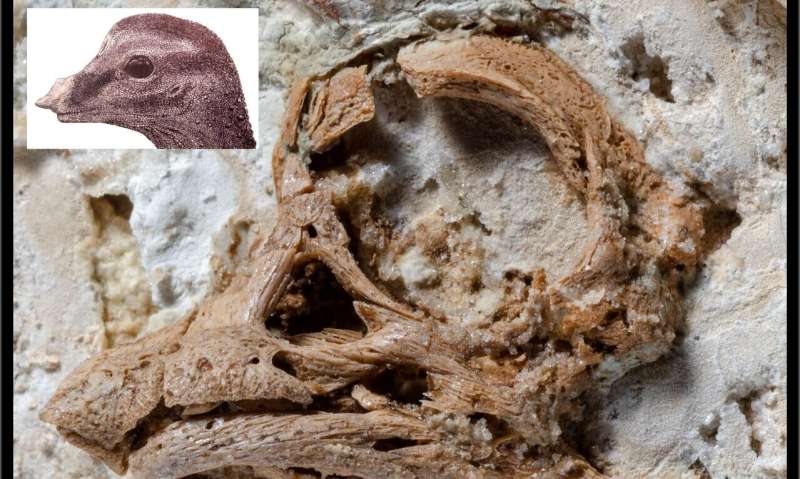 First 3D look at an embryonic sauropod dinosaur reveals unexpected facial features