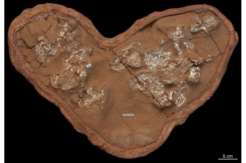 First dinosaur eggs were soft like a turtle's