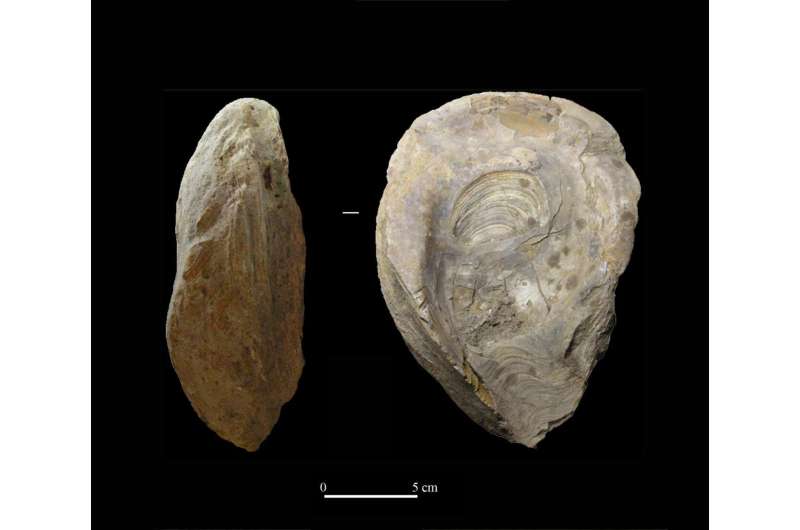 First exhaustive review of fossils recovered from Iberian archaeological sites