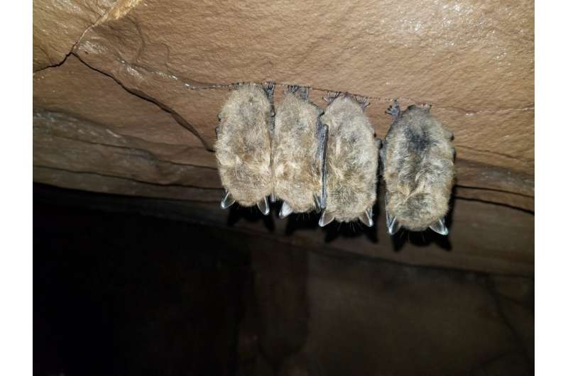 First genetic evidence of resistance in some bats to white-nose syndrome, a devastating fungal disease