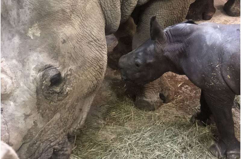 First in-depth insights into parturition in rhinos