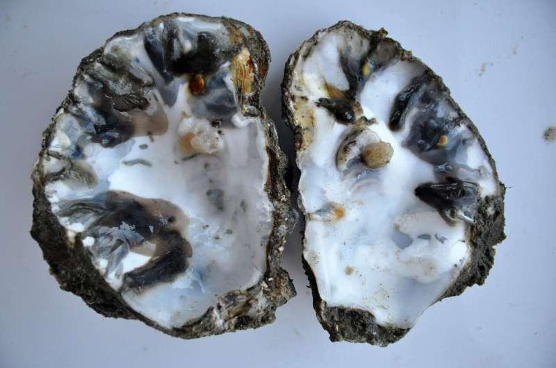 First record of invasive shell-boring worm in the Wadden Sea means trouble for oyster