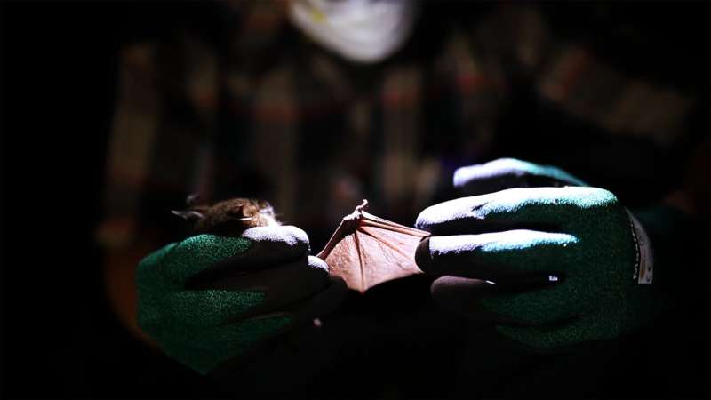 First relatives of rubella virus discovered in bats in Uganda and mice in Germany