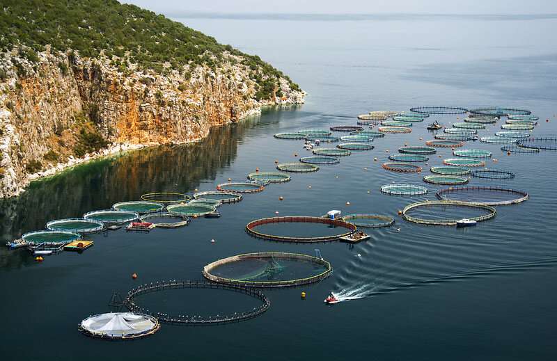 Fish farmers seek new weapons to fight thriving parasites