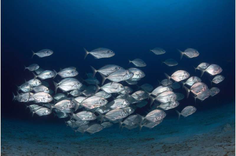 Fish school by randomly copying each other, rather than following the group
