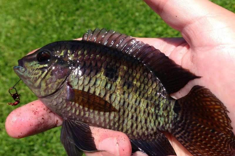 Fish switch: Identity of mystery invader in Florida waters corrected after 20 years