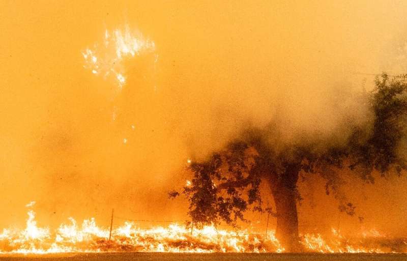 Flames and smoke overtake a tree as the LNU Lightning Complex fire continues to spread in Fairfield, California on August 19, 20