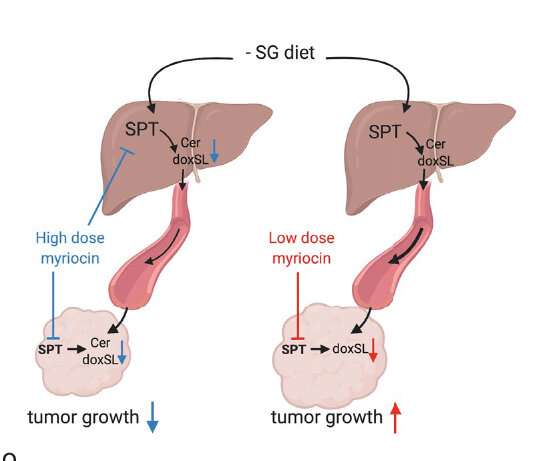 Flipping a metabolic switch to slow tumor growth