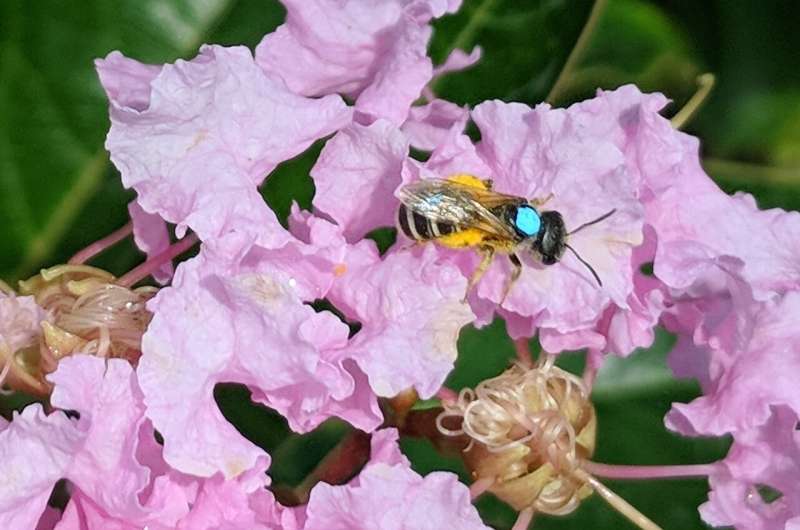 Flower faithful native bee makes a reliable pollinator