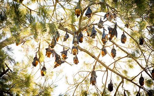 Flying-foxes’ extraordinary mobility creates key challenges for management and conservation