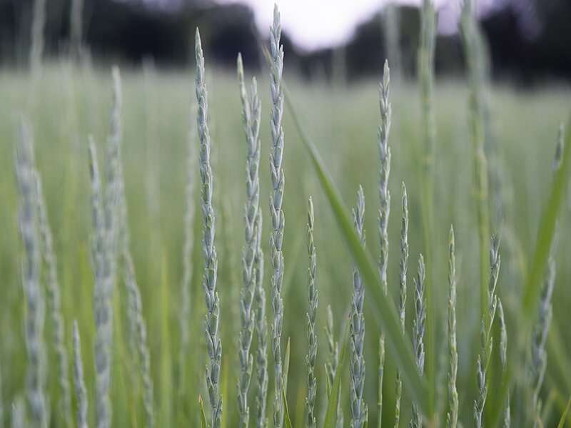 Food-grade wheatgrass variety released for public use