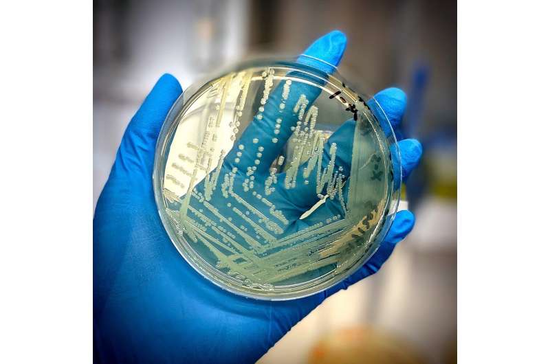 Food scientists slice time off salmonella identification process